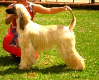 /album/triaccan%20flor%20de%20a%c3%a7ucena/caes-filhotes-aos-55-dias-076-jpg/